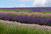 LAVANDULA ANGUSTIFOLIA LODDON BLUE AND LODDON PINK SNOWSHILL LAVENDER FARM