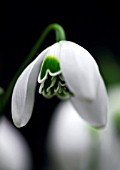 GALANTHUS OPHELIA SNOWDROP