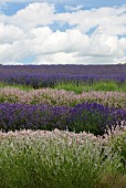 LAVANDULA ANGUSTIFOLIA LODDON BLUE AND LODDON PINK SNOWSHILL LAVENDER FARM