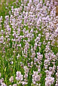 LAVANDULA ANGUSTIFOLIA LODDON PINK