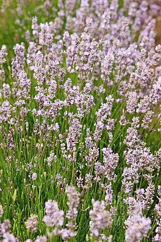 LAVANDULA_ANGUSTIFOLIA_LODDON_PINK