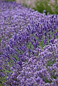 LAVANDULA ANGUSTIFOLIA HIDCOTE