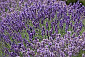 LAVANDULA ANGUSTIFOLIA HIDCOTE