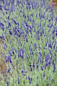 LAVANDULA SAWYERS HYBRID LAVENDER