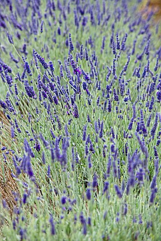 LAVANDULA_SAWYERS_HYBRID_LAVENDER