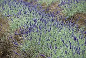 LAVANDULA SAWYERS HYBRID LAVENDER