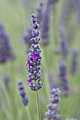 LAVANDULA SAWYERS HYBRID LAVENDER