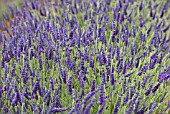 LAVANDULA SAWYERS HYBRID LAVENDER