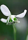 GALANTHUS GREATOREX SNOWDROP