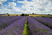 SNOWSHILL LAVENDER FARM