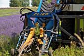 LAVANDULA HARVESTING USING A CLIER SHEAF BINDING TOOL, SNOWSHILL LAVENDER FARM