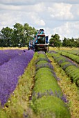 LAVANDULA HARVESTING USING A CLIER SHEAF BINDING TOOL, SNOWSHILL LAVENDER FARM