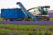 LAVANDULA LAVENDER HARVESTING USING A CLIER SHEAF BINDING TOOL, SNOWSHILL LAVENDER FARM