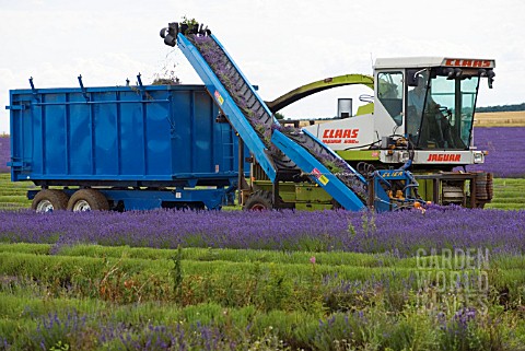 LAVANDULA_LAVENDER_HARVESTING_USING_A_CLIER_SHEAF_BINDING_TOOL_SNOWSHILL_LAVENDER_FARM