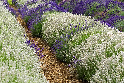 LAVANDULA_ANGUSTIFOLIA_NANA_ALBA