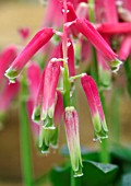 LACHENALIA BULBIFERA