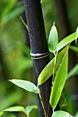 PHYLLOSTACHYS NIGRA, BLACK BAMBOO