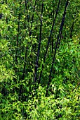 PHYLLOSTACHYS NIGRA, BLACK BAMBOO