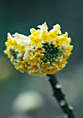 EDGEWORTHIA CHRYSANTHA