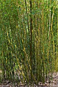 PHYLLOSTACHYS AUREOSULCATA F SPECTABILIS