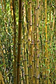 PHYLLOSTACHYS AUREOSULCATA F SPECTABILIS