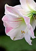 HIPPEASTRUM APPLE BLOSSOM