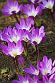 COLCHICUM SPECIOSUM ATRORUBENS