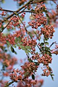 SORBUS HUPEHENSIS VAR OBTUSA