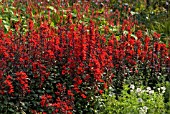 LOBELIA SPECIOSA FAN SCARLET PLANTED WITH PERSICARIA AMPLEXICAULIS