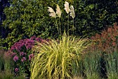 CORTADERIA SELLOANA AUREOLINEATA, RHS GARDEN WISLEY