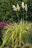 CORTADERIA SELLOANA AUREOLINEATA