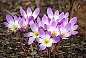 COLCHICUM SPECIOSUM ATRORUBENS