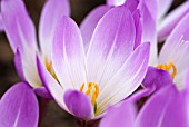 COLCHICUM SPECIOSUM ATRORUBENS