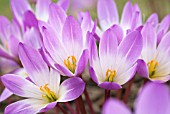 COLCHICUM SPECIOSUM ATRORUBENS