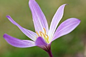 COLCHICUM SPECIOSUM ATRORUBENS