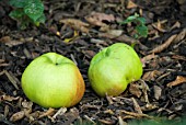 MALUS DOMESTICA BRAMLEYS SEEDLING