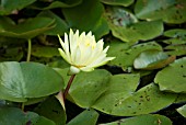 NYMPHAEA GOLD MEDAL