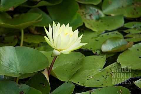NYMPHAEA_GOLD_MEDAL