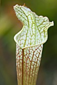 SARRACENIA LEUCOPHYLLA