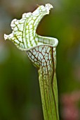 SARRACENIA LEUCOPHYLLA