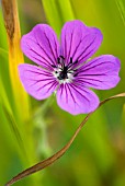 GERANIUM WLASSOVIANUM