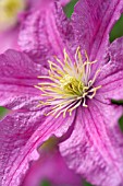 CLEMATIS COMTESSE DE BOUCHAUD