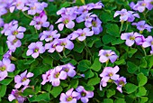 OXALIS ZEEKOEVLEYENSIS