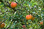 MALUS DOMESTICA COXS ORANGE PIPPIN