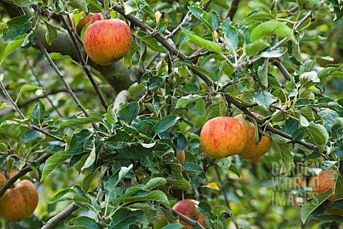 MALUS_DOMESTICA_COXS_ORANGE_PIPPIN