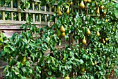 PYRUS COMMUNIS CONFERENCE PEAR ESPALIERED AGAINST GARDEN FENCE