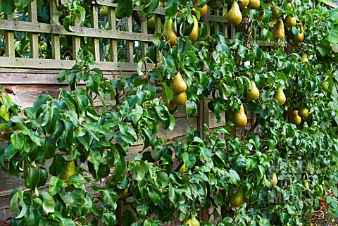 PYRUS_COMMUNIS_CONFERENCE_PEAR_ESPALIERED_AGAINST_GARDEN_FENCE