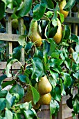 PYRUS COMMUNIS CONFERENCE PEAR