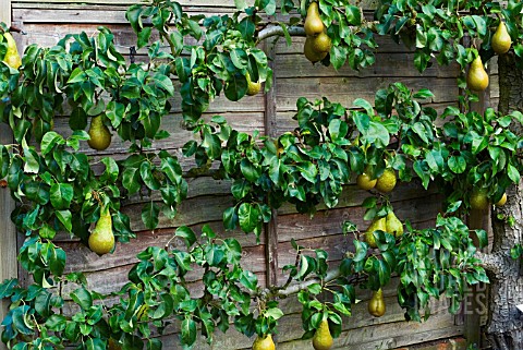 PYRUS_COMMUNIS_CONFERENCE_PEAR_ESPALIERED_AGAINST_GARDEN_FENCE