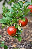 MALUS DOMESTICA ELLISONS ORANGE